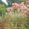 Garden Ideas, Border ideas, Perennial Combinations, Plant Combinations, Prairie Planting Ideas, Summer Borders, Filipendula Rubra Venusta, Veronicastrum Virginicum Fascination, Monarda Squaw, Lythrum Slicaria, Queen of the Prairie, Bee Balm, Culver's Root