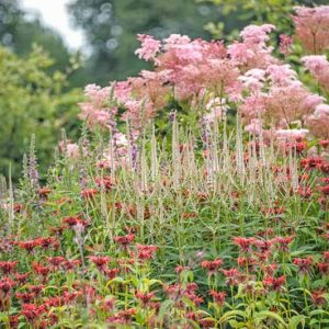 Garden Ideas, Border ideas, Perennial Combinations, Plant Combinations, Prairie Planting Ideas, Summer Borders, Filipendula Rubra Venusta, Veronicastrum Virginicum Fascination, Monarda Squaw, Lythrum Slicaria, Queen of the Prairie, Bee Balm, Culver's Root