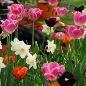 Spring Combination Ideas, Bulb Combinations, Plant Combinations, Flowerbeds Ideas, Spring Borders, Daffodil Passionale, Tulip Shirley, Tulip Fire Queen, Tulip Queen of Night, Tulip Light and Dreamy, Narcissus 'Passionale', Tulipa Shirley, Tulipa Fire Quee