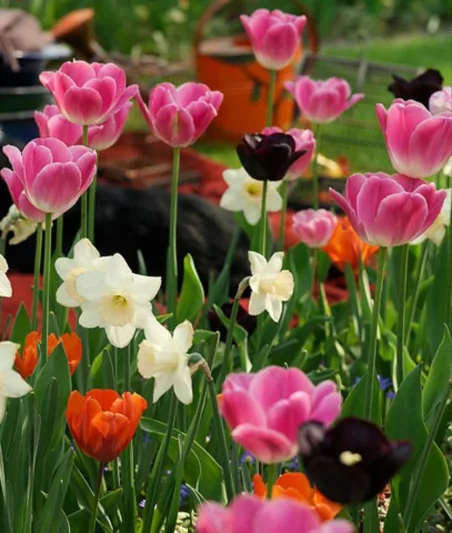 Spring Combination Ideas, Bulb Combinations, Plant Combinations, Flowerbeds Ideas, Spring Borders, Daffodil Passionale, Tulip Shirley, Tulip Fire Queen, Tulip Queen of Night, Tulip Light and Dreamy, Narcissus 'Passionale', Tulipa Shirley, Tulipa Fire Quee