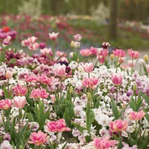 Spring Combination Ideas, Bulb Combinations, Plant Combinations, Flowerbeds Ideas, Spring Borders, Tulip Angelique, Tulip Ollioules, Tulip Shirley, Tulip Pink Diamond,Tulip Peach Blossom, tulip Blue Ribbon, Mid Spring blooms, Late Spring blooms