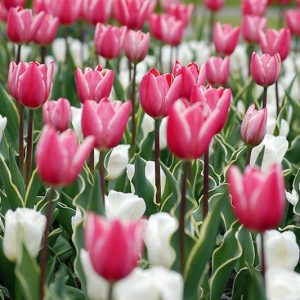 Spring Combination Ideas, Bulb Combinations, Plant Combinations, Flowerbeds Ideas, Spring Borders, Tulip Charmeur, Tulip Calgary, Tulipa Charmeur, Tulipa Calgary