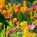 Spring Combination Ideas, Bulb Combinations, Plant Combinations, Flowerbeds Ideas, Spring Borders, Purple Border, Tulip Davenport, Tulip Doll's Minuet, Erysimum; Myosotis Sylvatica, Forget-me-nots