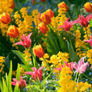 Spring Combination Ideas, Bulb Combinations, Plant Combinations, Flowerbeds Ideas, Spring Borders, Purple Border, Tulip Davenport, Tulip Doll's Minuet, Erysimum; Myosotis Sylvatica, Forget-me-nots