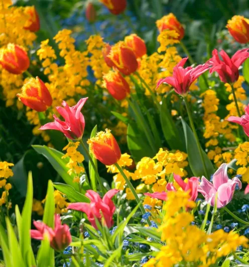 Spring Combination Ideas, Bulb Combinations, Plant Combinations, Flowerbeds Ideas, Spring Borders, Purple Border, Tulip Davenport, Tulip Doll's Minuet, Erysimum; Myosotis Sylvatica, Forget-me-nots