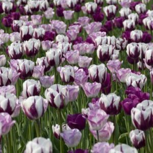 Spring Combination Ideas, Bulb Combinations, Plant Combinations, Flowerbeds Ideas, Spring Borders, Purple Border, Tulip Negrita, Purple Tulip, Tulip Shirley, Tulipa Negrita, Tulipa Shirley, Tulipe Negrita, Tulipe Shirley, Tulip Zurel, Tulipa Zurel