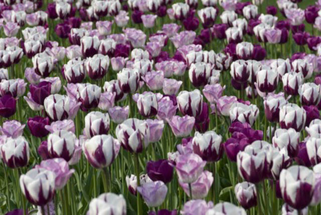 Spring Combination Ideas, Bulb Combinations, Plant Combinations, Flowerbeds Ideas, Spring Borders, Purple Border, Tulip Negrita, Purple Tulip, Tulip Shirley, Tulipa Negrita, Tulipa Shirley, Tulipe Negrita, Tulipe Shirley, Tulip Zurel, Tulipa Zurel