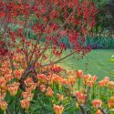 Spring Combination Ideas, Bulb Combinations, Plant Combinations, Flowerbeds Ideas, Spring Borders, Tulip Orange Emperor, Cotinus Royal Purple, Cotinus coggyria, Smoke tree, Smoke bush, orange flowers