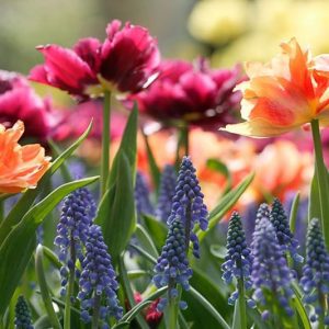 Spring Borders, Bulb Combinations, Perennial Combinations, Tulip Orca, Tulipa Orca,Tulip Willem van Oranje, Tulipa Willem van Oranje, Tulip Royal Acres, Tulipa Royal Acres, Muscari Armeniacum