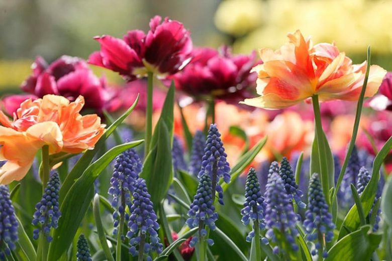 Spring Borders, Bulb Combinations, Perennial Combinations, Tulip Orca, Tulipa Orca,Tulip Willem van Oranje, Tulipa Willem van Oranje, Tulip Royal Acres, Tulipa Royal Acres, Muscari Armeniacum
