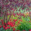 Spring Combination Ideas, Bulb Combinations, Plant Combinations, Flowerbeds Ideas, Spring Borders, Tulip Couleur Cardinal, Cotinus Royal Purple, Cotinus coggyria, Smoke tree, Smoke bush, red flowers