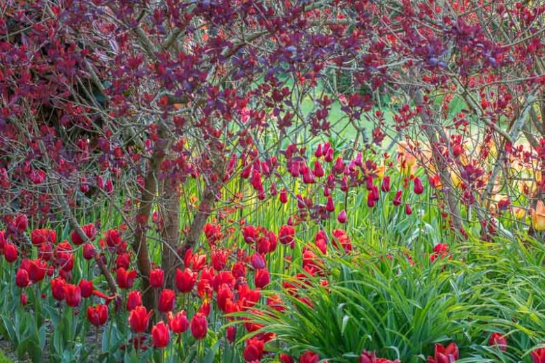 Spring Combination Ideas, Bulb Combinations, Plant Combinations, Flowerbeds Ideas, Spring Borders, Tulip Couleur Cardinal, Cotinus Royal Purple, Cotinus coggyria, Smoke tree, Smoke bush, red flowers