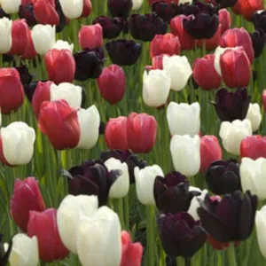Spring Combination Ideas, Bulb Combinations, Plant Combinations, Flowerbeds Ideas, Spring Borders, Tulip Queen of Night, Tulip Maureen, Tulip Renown,Tulipa Queen of Night, Tulipa Maureen, Tulipa Renown,Tulipe Queen of Night, Tulipe Maureen, Tulipe Renown