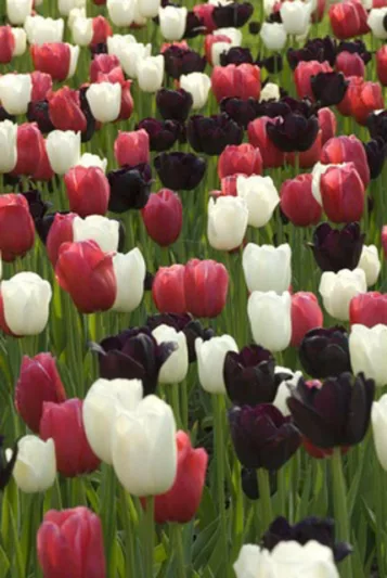 Spring Combination Ideas, Bulb Combinations, Plant Combinations, Flowerbeds Ideas, Spring Borders, Tulip Queen of Night, Tulip Maureen, Tulip Renown,Tulipa Queen of Night, Tulipa Maureen, Tulipa Renown,Tulipe Queen of Night, Tulipe Maureen, Tulipe Renown