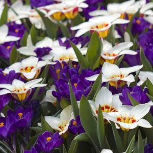 Spring Borders, Bulb Combinations, Perennial Combinations, Tulip Ancilla, Crocus vernus Remembrance, Tulipa Ancilla, Crocus Remembrance, Spring bulbs, Spring Flowers, Early spring Bulb Combination