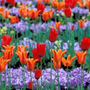 Spring Combination Ideas, Bulb Combinations, Plant Combinations, Flowerbeds Ideas, Spring Borders,Tulip Red Shine, Tulip Ballerina, Lily Flowered tulips,Lily Flowering tulips,Tulipa Red Shine, Tulipa Ballerina,Tulipe red Shine, Tulipe Ballerina