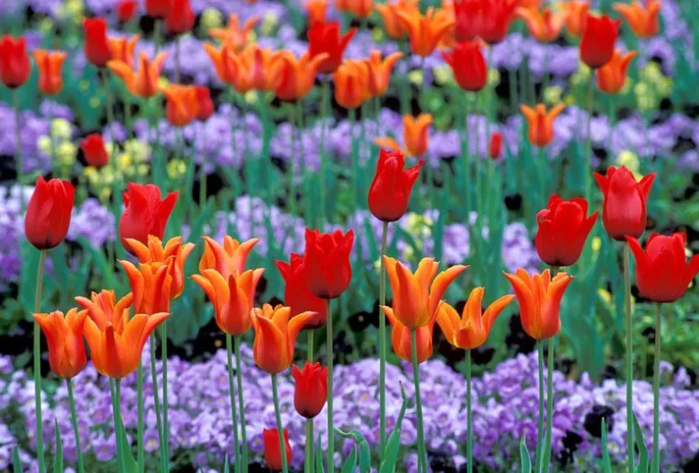 Spring Combination Ideas, Bulb Combinations, Plant Combinations, Flowerbeds Ideas, Spring Borders,Tulip Red Shine, Tulip Ballerina, Lily Flowered tulips,Lily Flowering tulips,Tulipa Red Shine, Tulipa Ballerina,Tulipe red Shine, Tulipe Ballerina