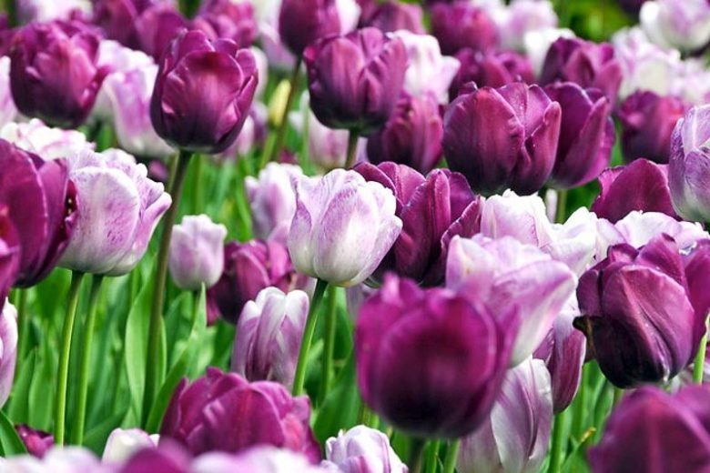 Spring Combination Ideas, Bulb Combinations, Plant Combinations, Flowerbeds Ideas, Spring Borders, Tulip Negrita, Purple Tulip, Tulip Shirley, Tulipa Negrita, Tulipa Shirley, Tulipe Negrita, Tulipe Shirley,