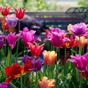 Spring Combination Ideas, Bulb Combinations, Plant Combinations, Flowerbeds Ideas, Spring Borders, Tulip Mix, Tulip Negrita, Purple Tulip, Tulip Shirley, Tulip Purple Dream, Tulip Yonina, Tulip Dordogne