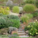 Derviss Design, Mexican Bush Sage, Salvia Leucantha, Pride of Madeira, Echium Candicans, Echium Fastuosum, Maiden Grass, Eulalia, Miscanthus Sinensis, David Austin English Rose 'Graham Thomas', Lavender 'Provence'