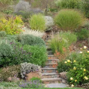 Derviss Design, Mexican Bush Sage, Salvia Leucantha, Pride of Madeira, Echium Candicans, Echium Fastuosum, Maiden Grass, Eulalia, Miscanthus Sinensis, David Austin English Rose 'Graham Thomas', Lavender 'Provence'