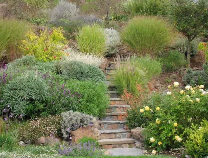 Derviss Design, Mexican Bush Sage, Salvia Leucantha, Pride of Madeira, Echium Candicans, Echium Fastuosum, Maiden Grass, Eulalia, Miscanthus Sinensis, David Austin English Rose 'Graham Thomas', Lavender 'Provence'