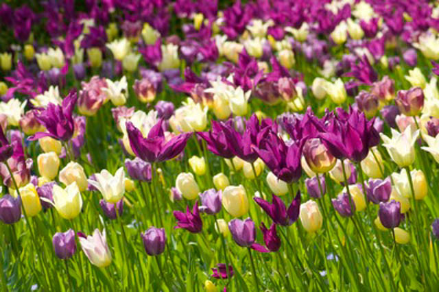 Spring Combination Ideas, Bulb Combinations, Plant Combinations, Flowerbeds Ideas, Spring Borders, Tulip Elegant Lady, Tulip Purple Dream, Tulipa Elegant Lady, Tulipa Purple Dream, Tulipe Elegant Lady, Tulipe Purple Dream,