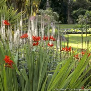 Garden Ideas, Landscaping Ideas, Crocosmia, montbretia, Culver's Root, Veronicastrum Virginicum, Hide a wall, Hide a fence, Mount Stewart, National Trust
