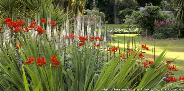 Garden Ideas, Landscaping Ideas, Crocosmia, montbretia, Culver's Root, Veronicastrum Virginicum, Hide a wall, Hide a fence, Mount Stewart, National Trust