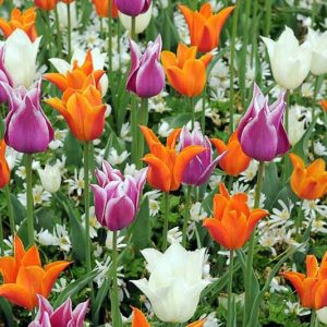 Spring Borders, Bulb Combinations, Perennial Combinations, Tulip Ballade, Tulip Ballerina, Tulip White Triumphator, Anemone Blanda White Splendour,  Tulipa Ballade, Tulipa Ballerina, Tulipa White Triumphator