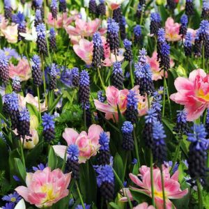 Spring Borders, Bulb Combinations, Perennial Combinations,  Mid Spring Bulb Combinations, Early Spring Bulb Combinations, Anemone blanda 'Blue Shades,Muscari latifolium,Tulip 'Peach Blossom',