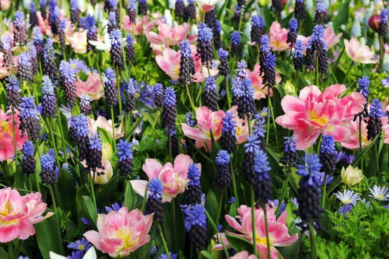 Spring Borders, Bulb Combinations, Perennial Combinations,  Mid Spring Bulb Combinations, Early Spring Bulb Combinations, Anemone blanda 'Blue Shades,Muscari latifolium,Tulip 'Peach Blossom',