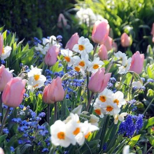 Spring Borders, Bulb Combinations, Perennial Combinations, Tulip Christmas Dream, Narcissus Cragford, Muscari Armeniacum, Narcissus Geranium, Tulipa Christmas Dream, Daffodil Cragford, Muscari, Daffodil Geranium