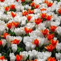 Spring Borders, Bulb Combinations, Perennial Combinations, Crocus vernus Jeanne d'Arc, Crocus Jeanne d'Arc, Spring bulbs, Spring Flowers, Early spring Bulb Combination Tulip Early Harvest, Crocus Pickwick,Tulipa Early harvest, Tulipe Early harvest