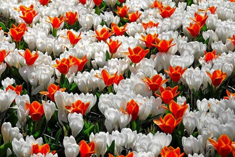 Spring Borders, Bulb Combinations, Perennial Combinations, Crocus vernus Jeanne d'Arc, Crocus Jeanne d'Arc, Spring bulbs, Spring Flowers, Early spring Bulb Combination Tulip Early Harvest, Crocus Pickwick,Tulipa Early harvest, Tulipe Early harvest
