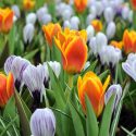 Spring Borders, Bulb Combinations, Perennial Combinations, Crocus vernus Pickwick, Crocus Pickwick, Spring bulbs, Spring Flowers, Early spring Bulb Combination Tulip Early Harvest, Crocus Pickwick,Tulipa Early harvest, Tulipe Early harvest