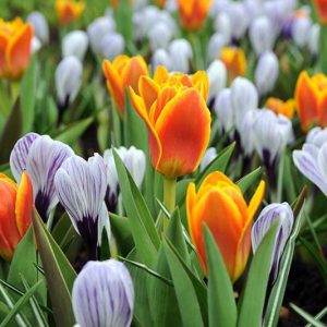 Spring Borders, Bulb Combinations, Perennial Combinations, Crocus vernus Pickwick, Crocus Pickwick, Spring bulbs, Spring Flowers, Early spring Bulb Combination Tulip Early Harvest, Crocus Pickwick,Tulipa Early harvest, Tulipe Early harvest