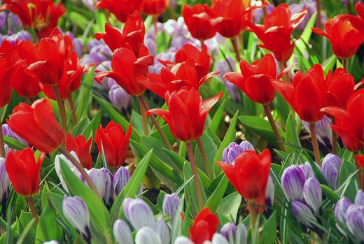 Spring Borders, Bulb Combinations, Perennial Combinations, Tulip Showwinner, Crocus vernus Pickwick, Tulipa Showwinner, Crocus Pickwick, Spring bulbs, Spring Flowers, Early spring Bulb Combination