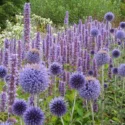 Garden Ideas, Border ideas, Perennial Planting, Perennial combination, Summer Borders, Globe thistle, Echinops Ritro, Echinops Veitch's Blue, Agastache 'Black Adder', Agastache 'Blue Fortune', Anise Hyssop 'Blue Fortune', Anise Hyssop 'Black Adder'