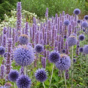 Garden Ideas, Border ideas, Perennial Planting, Perennial combination, Summer Borders, Globe thistle, Echinops Ritro, Echinops Veitch's Blue, Agastache 'Black Adder', Agastache 'Blue Fortune', Anise Hyssop 'Blue Fortune', Anise Hyssop 'Black Adder'