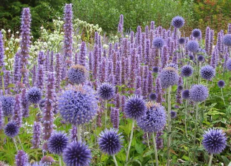 Garden Ideas, Border ideas, Perennial Planting, Perennial combination, Summer Borders, Globe thistle, Echinops Ritro, Echinops Veitch's Blue, Agastache 'Black Adder', Agastache 'Blue Fortune', Anise Hyssop 'Blue Fortune', Anise Hyssop 'Black Adder'