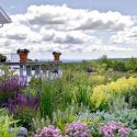 Garden Ideas, Landscaping Ideas, Perennial Garden, Mixed Perennial Borders,Salvia 'May Night', Lamb's ear, Allium, Common Chives, Sedum 'Autumn Joy', Iris 'Caesar's Brother', Alchemilla mollis, Perovskia atriplicifolia, Russian Sage, Perennial Border, Per