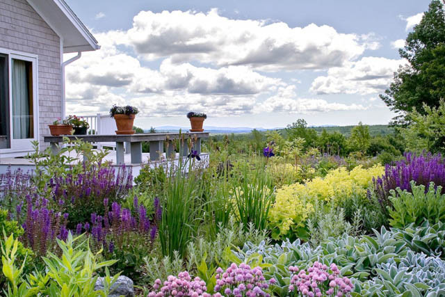 Garden Ideas, Landscaping Ideas, Perennial Garden, Mixed Perennial Borders,Salvia 'May Night', Lamb's ear, Allium, Common Chives, Sedum 'Autumn Joy', Iris 'Caesar's Brother', Alchemilla mollis, Perovskia atriplicifolia, Russian Sage, Perennial Border, Per