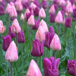 Spring Combination Ideas, Bulb Combinations, Plant Combinations, Flowerbeds Ideas, Spring Borders, Tulip Apricot Beauty, Tulip Passionale, Tulipa Apricot Beauty, Tulipa Passionale, Tulipe Apricot Beauty, Tulipe Passionale,