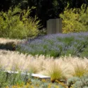 Garden Ideas, Landscaping Ideas, Drought Tolerant plants, Full sun plants, English Lavender, Lavandula Angustifolia, Common Lavender, Santolina, Cotton Lavender, Stipa Tenuissima, Nassella, Mexican Feather Grass, Naturalistic garden, informal garden