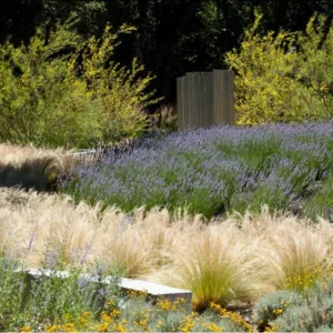Garden Ideas, Landscaping Ideas, Drought Tolerant plants, Full sun plants, English Lavender, Lavandula Angustifolia, Common Lavender, Santolina, Cotton Lavender, Stipa Tenuissima, Nassella, Mexican Feather Grass, Naturalistic garden, informal garden
