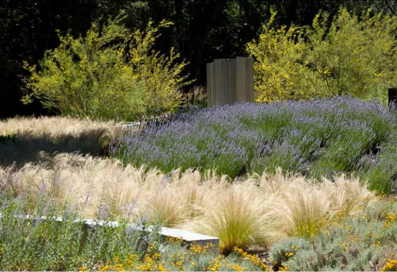 Garden Ideas, Landscaping Ideas, Drought Tolerant plants, Full sun plants, English Lavender, Lavandula Angustifolia, Common Lavender, Santolina, Cotton Lavender, Stipa Tenuissima, Nassella, Mexican Feather Grass, Naturalistic garden, informal garden