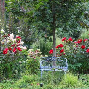 Perennial Combinations, Shrub Border, Plant Combinations, Flower beds Ideas, Mid Summer Garden Ideas, Late Summer Garden Ideas, Fall Garden Ideas, Hibiscus, Knockout Roses, Panicum virgatum, Hydrangea