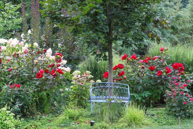 Perennial Combinations, Shrub Border, Plant Combinations, Flower beds Ideas, Mid Summer Garden Ideas, Late Summer Garden Ideas, Fall Garden Ideas, Hibiscus, Knockout Roses, Panicum virgatum, Hydrangea