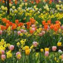 Spring Combination Ideas, Bulb Combinations, Plant Combinations, Flowerbeds Ideas, Spring Borders, Tulip Apricot Beauty, Tulip Orange emperor, Daffodil Trevithian,Tulipa Apricot Beauty, Tulipa Orange emperor, Narcissus Trevithian,